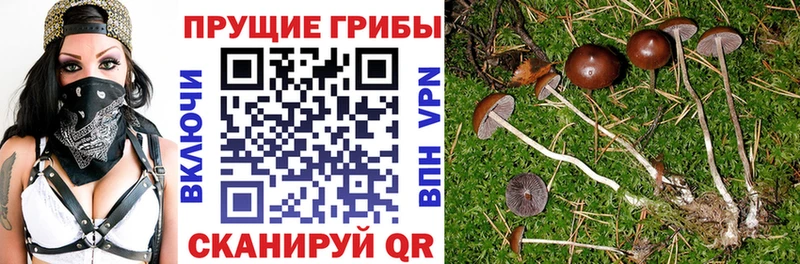 omg Высоковск Галлюциногенные грибы Cubensis